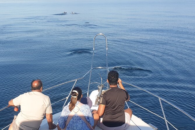 2 Hours Dolphin Watching in Marbella - Reviews and Ratings