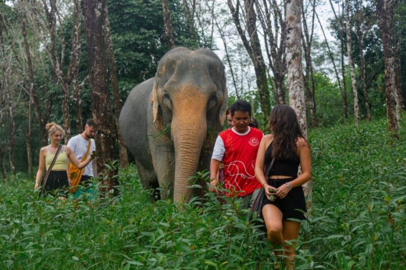 2 Hours-Early Bird Guide Tour in Khao Lak Elephant Sanctuary - Pricing and Duration