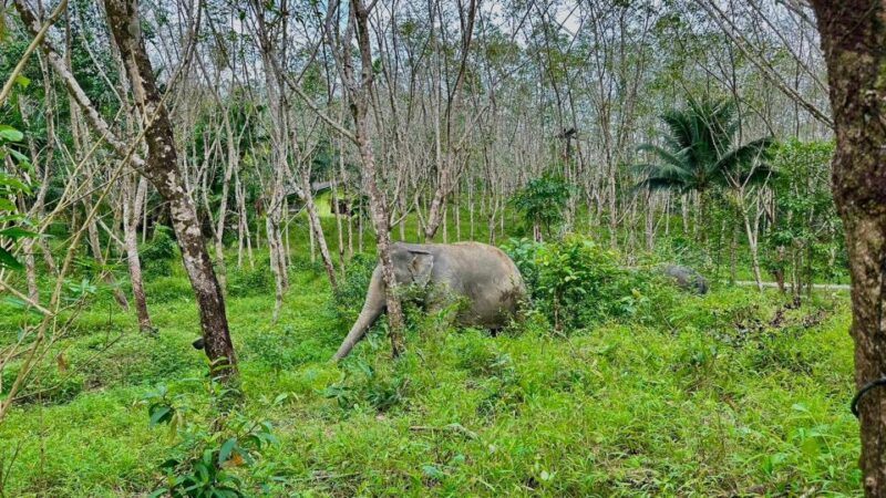 2 Hours-Early Bird Guide Tour in Khao Lak Elephant Sanctuary - Pickup and Transportation