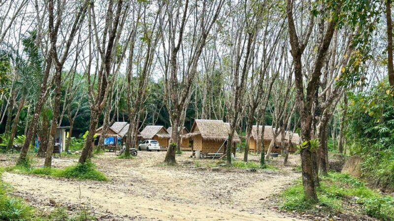 2 Hours-Early Bird Guide Tour in Khao Lak Elephant Sanctuary - Sanctuary Highlights