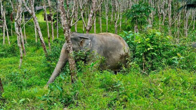 2 Hours-Early Bird Guide Tour in Khao Lak Elephant Sanctuary - Itinerary Details