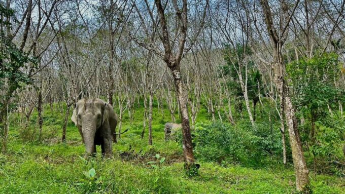 2 Hours-Early Bird Guide Tour in Khao Lak Elephant Sanctuary - Important Considerations