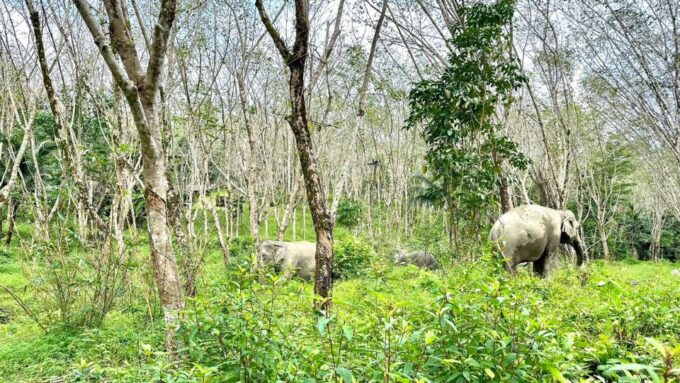 2 Hours-Early Bird Guide Tour in Khao Lak Elephant Sanctuary - Frequently Asked Questions