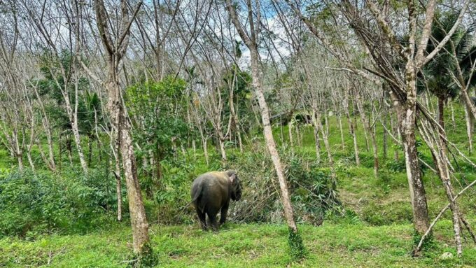 2 Hours-Early Bird Guide Tour in Khao Lak Elephant Sanctuary - Recap