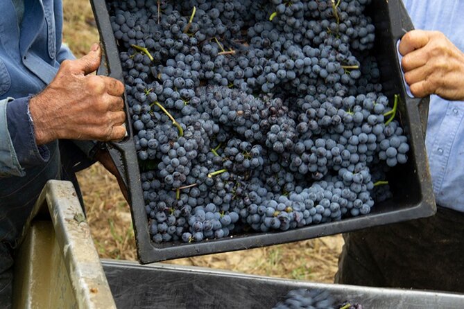 2 Hours Guided Tour and Wine Tasting in the Heart of Roero - Reviews