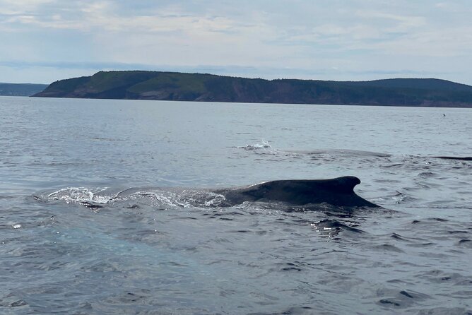 2 Hours Guided Whale and Bird Boat Tour in Bay Bulls - Booking and Cancellation