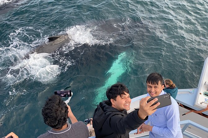 2 Hours Guided Whale and Bird Boat Tour in Bay Bulls - Accessibility