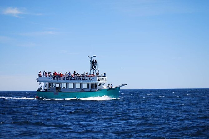 2 Hours Guided Whale and Bird Boat Tour in Bay Bulls - Arrival and Departure