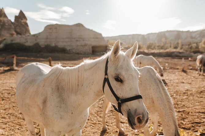 2 Hours Horse Riding Tour in Red and Rose Valley - Booking Information