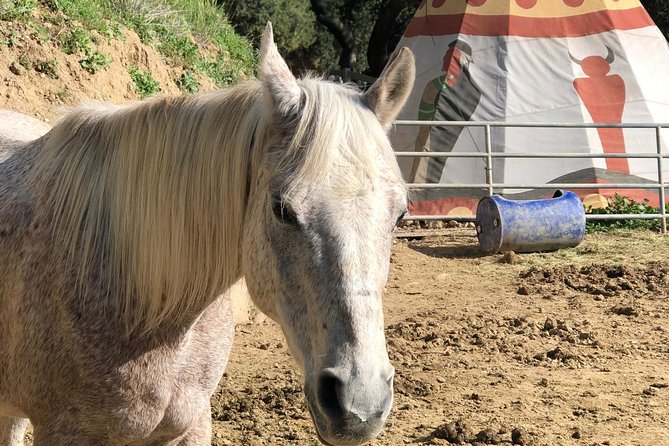 2 Hours Horseback Riding Adventure in Agoura Hills - Reviews and Feedback