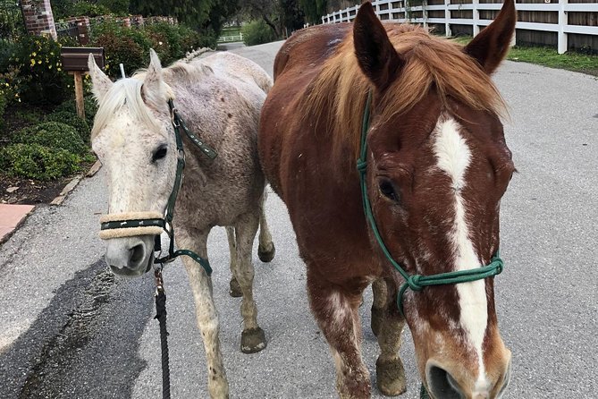 2 Hours Horseback Riding Adventure in Agoura Hills - Exploring the Golden Hills