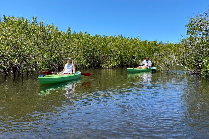 2 Hours Kayak Eco Tour in Tarpon Springs - Sighting Wildlife in Mangroves