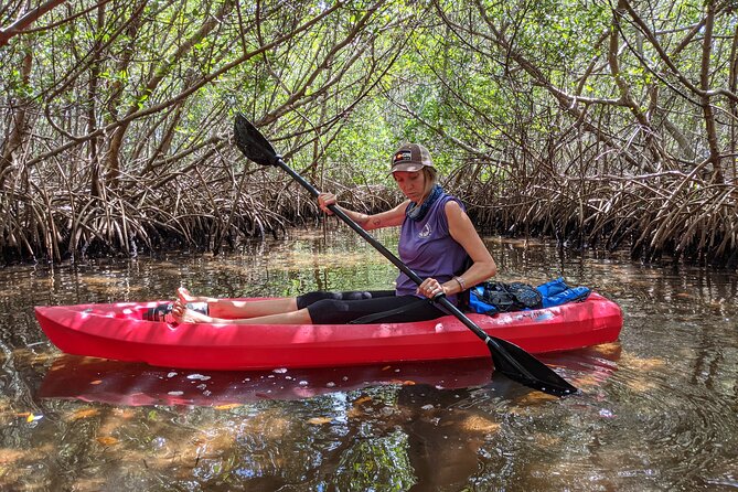 2 Hours Kayak Eco Tour in Tarpon Springs - Guided by a Wildlife Expert