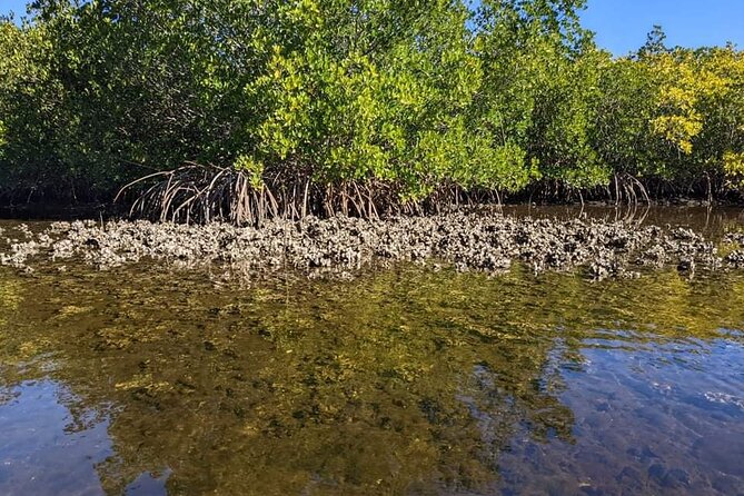 2 Hours Kayak Eco Tour in Tarpon Springs - Group Size and Cancellation Policy