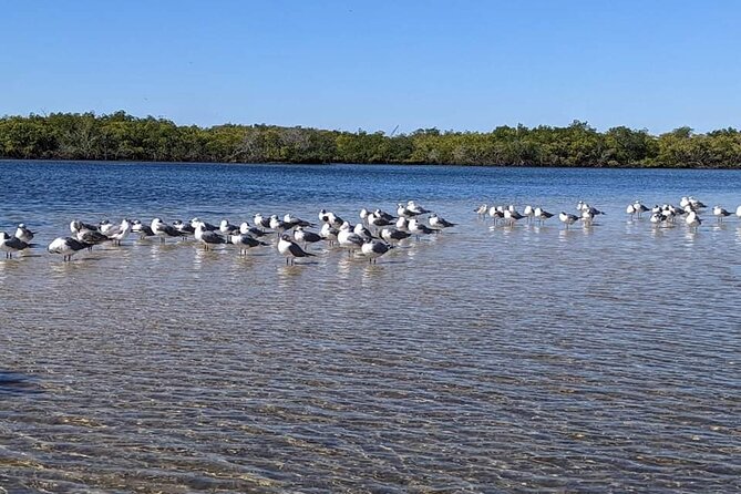 2 Hours Kayak Eco Tour in Tarpon Springs - Positive Reviews and Accolades