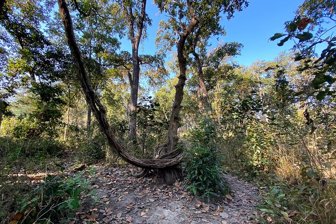 2 Hours Nature Walk in Chitwan National Park - Wildlife Sightings