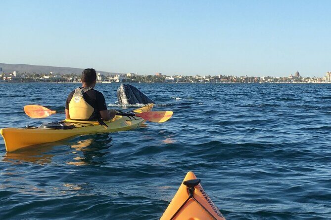 2 Hours of Kayak Safari in Bahía de La Paz - Final Thoughts: Who Will Love This Tour?