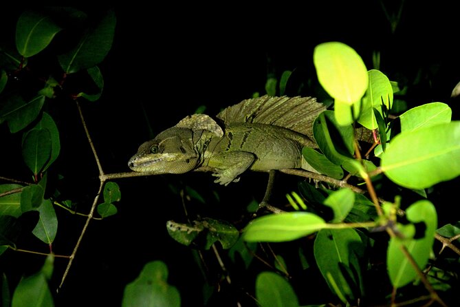 2 Hours of Night Boat Experience Through the Mangroves - Key Points
