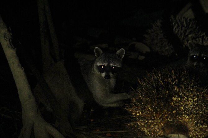 2 Hours of Night Boat Experience Through the Mangroves - Wildlife Sightings and Identification