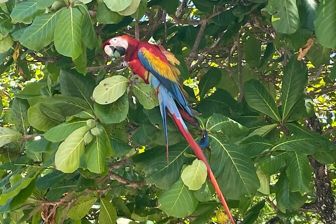 2 Hours Private Guided Hiking Experience to El Miro in Jaco - Guide and Wildlife