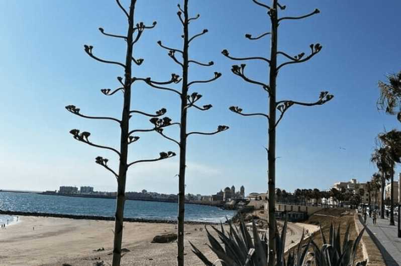 2 Hours Private Historical Tour in Cadiz - Key Points