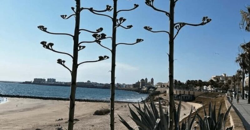 2 Hours Private Historical Tour in Cadiz - Culinary Experience