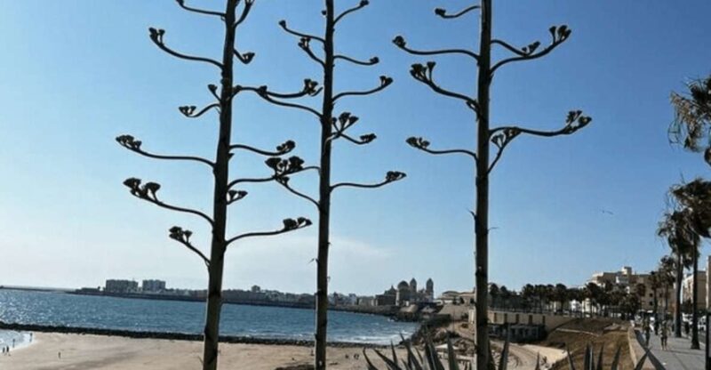 2 Hours Private Historical Tour in Cadiz - Historical Significance of Cadiz