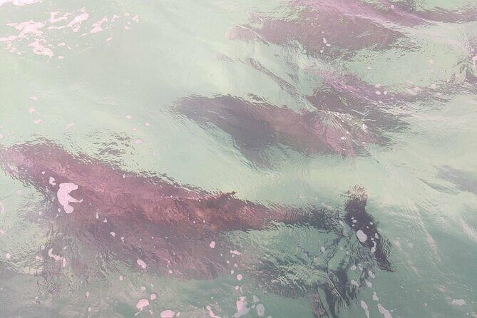 2 Hours Swim with the Dolphins in Panama City - Key Points