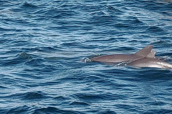 2 Hours Swim with the Dolphins in Panama City - An In-Depth Look at the Tour Experience