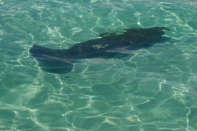 2 Hours Swim with the Dolphins in Panama City - What to Keep in Mind
