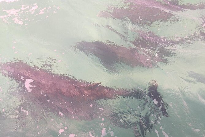 2 Hours Swim With the Dolphins in Panama City - Included in the Package