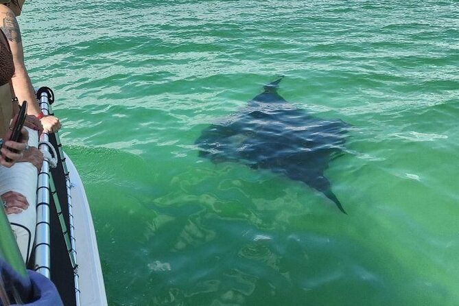 2 Hours Swim With the Dolphins in Panama City - Additional Information
