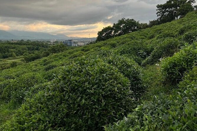 2 Hours Tea House and Tea Garden Trip in Ozurgeti Georgia - Confirmation and Booking Details