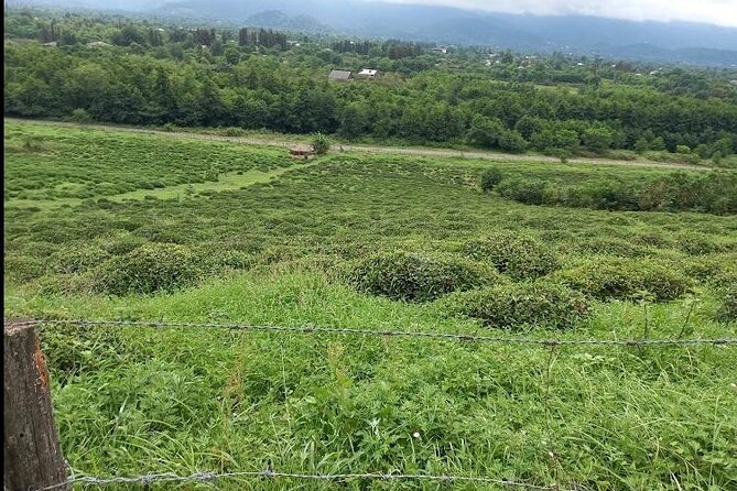 2 Hours Tea House and Tea Garden Trip in Ozurgeti Georgia - Experiencing the Tea Garden