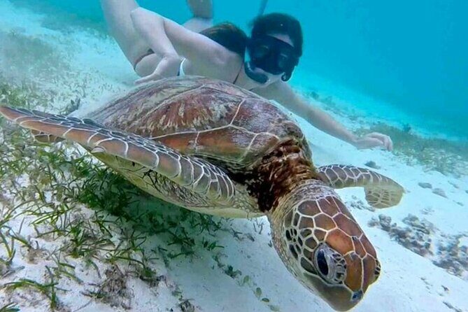 2 Hours Turtle Feeding, Shipwreck & Reef Snorkeling Tour Barbados - The Sum Up