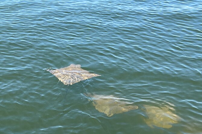 2 HR Dolphin Tour for 7 People - Tour Overview