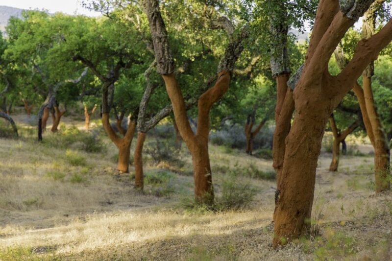2 Hr Walk in the Cork Forest - Experience Highlights