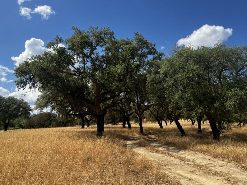 2 Hr Walk in the Cork Forest - Itinerary Details