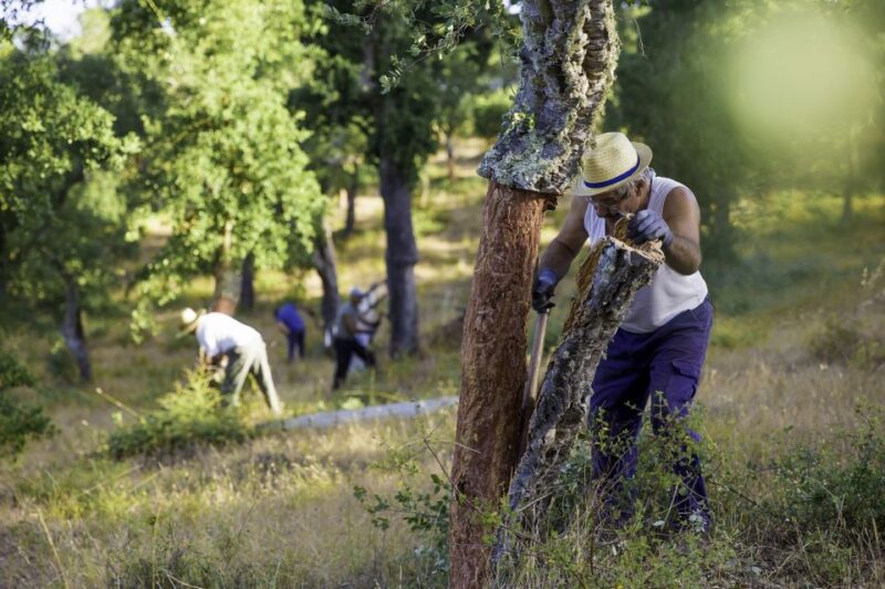 2 Hr Walk in the Cork Forest - Local Culture and Traditions