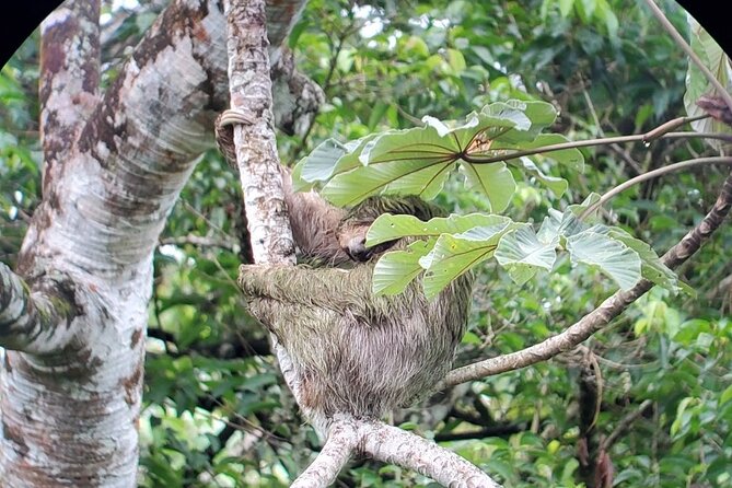 2-in-1 Arenal Hanging Bridges + La Fortuna Waterfall - Expectations During the Tour