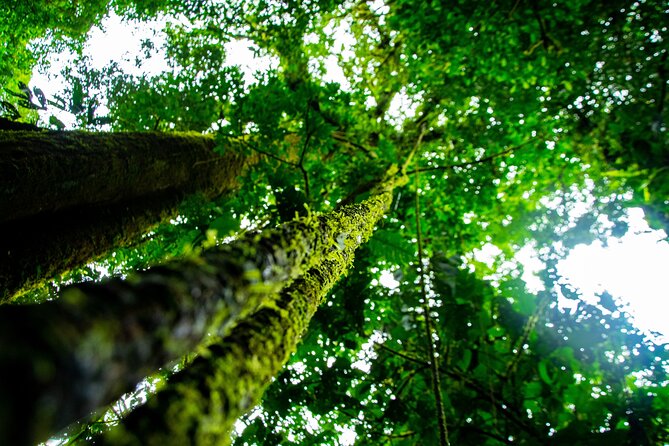 2-in-1 Best of La Fortuna. Hanging Bridges & Arenal Volcano + Traditional Lunch - Tour Overview and Details