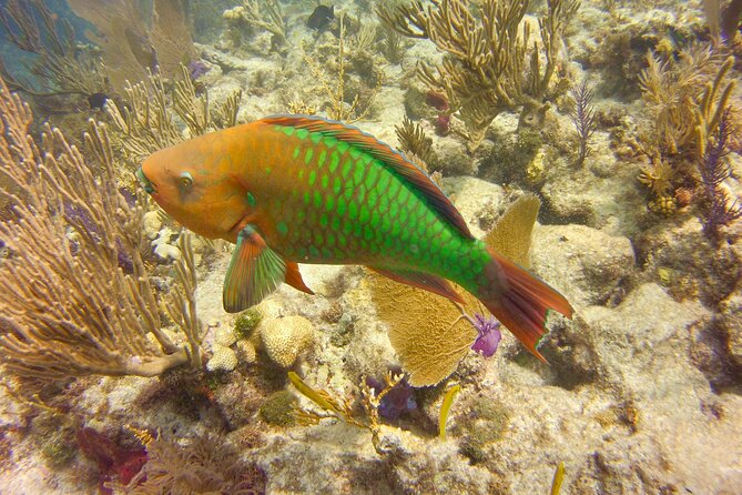 2 Location Snorkel Tour - Gear Included, 65 Minutes per Location - Logistics