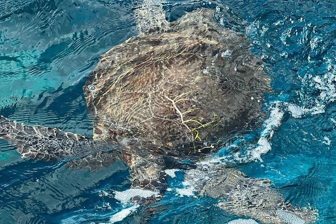 2 Location Snorkel Tour - Gear Included, 65 Minutes per Location - Preparing for the Tour