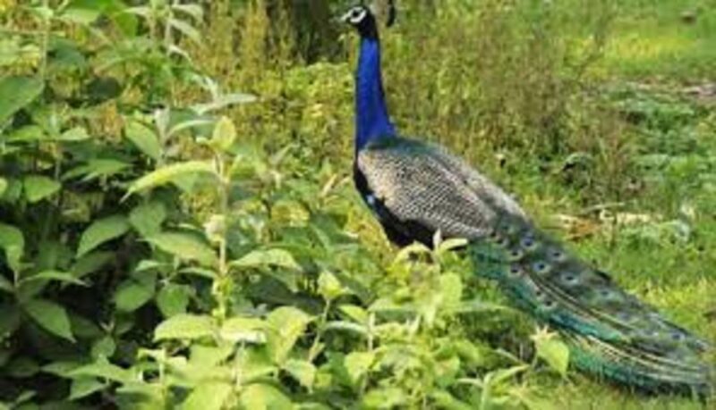 2 N 3 Days Chitwan Tour Package From Pokhara or Kathmandu - Chitwan National Park Highlights