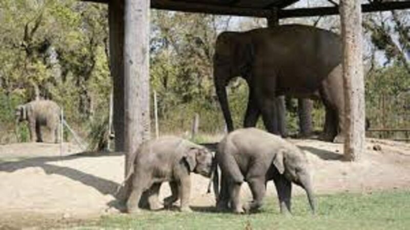2 N 3 Days Chitwan Tour Package From Pokhara or Kathmandu - Cultural Experiences