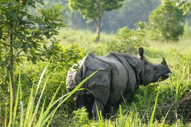 2 Night 3 Day Chitwan Jungle Safari Tour from Pokhara - Who Will Love This Tour?