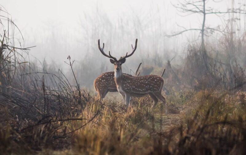 2 Night 3 Days Chitwan Jungle Safari Tour (Full Board) - Activities and Experiences