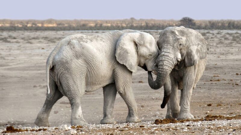 2 Night 3 Days Chitwan Jungle Safari Tour (Full Board) - Biodiversity and Conservation
