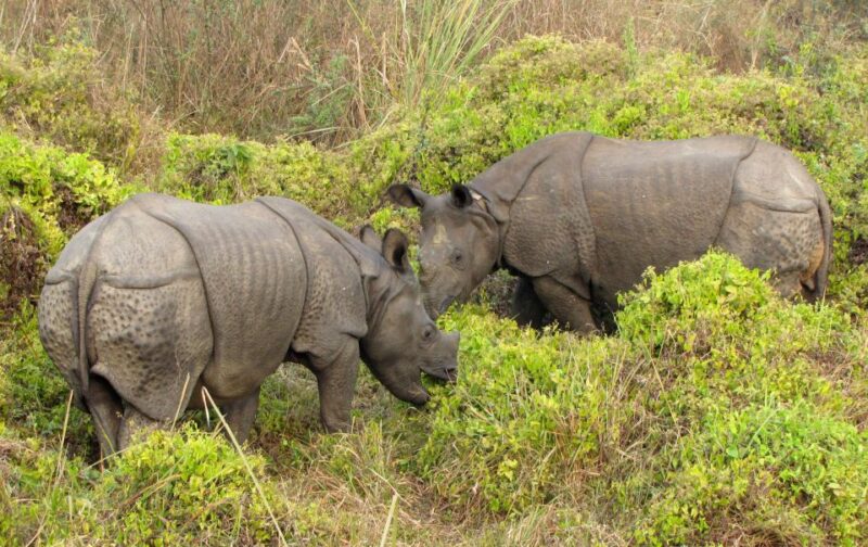 2 Night 3 Days Chitwan Jungle Safari Tour (Full Board) - Frequently Asked Questions