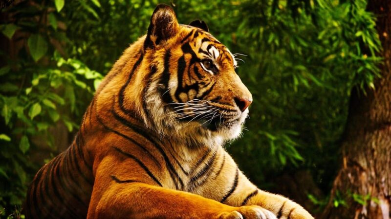 2 Night 3 Days Chitwan Jungle Safari Tour - Key Points